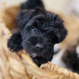 Goldendoodle Puppies from Thompson Creek Doodles