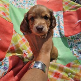 Dachshund Puppies from Boot Scootin Pups