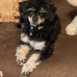 Hermione - Poodle