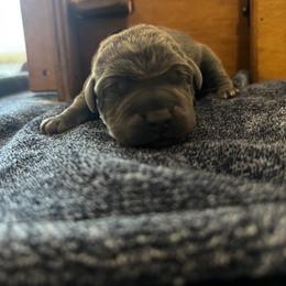Lime Green - Gray female Cane Corso puppy in Homeland, California from Dal Deserto Cane Corso