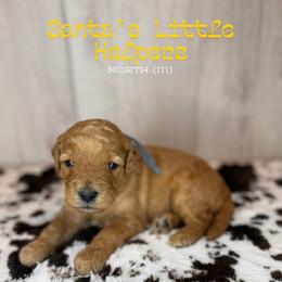 North - Apricot male Goldendoodle puppy in Houston, Texas from Golden Life Doodles