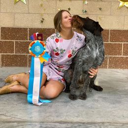 German Shepherd and German Wirehaired Pointer All Grown Up from Seelenfeuer German Shepherd Dogs