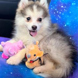 Drake - Silver and white male Pomsky puppy in Centerville, Iowa from LJ Kennels Pomskies, LLC