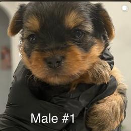 Male 1 - Black and gold male Yorkshire Terrier puppy in Killeen, Texas from Grand 7 Kennelz
