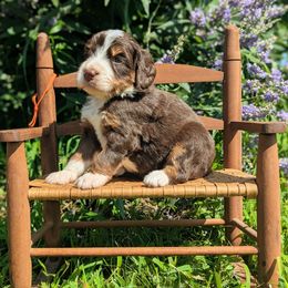 Ocean - Tri-color male Bernedoodle puppy in Mount Pleasant, Tennessee from Amy Brewer