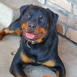 Greater Swiss Mountain Dogs and Rottweilers from Cornerstone Kennels