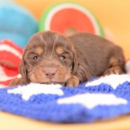 Verita -- AKC Import, CH Sired, Cream Carrier - Chocolate and tan male Dachshund puppy in Neosho, Missouri from A Walk In The Park