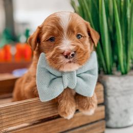 Bowie - Red  male Goldendoodle puppy in Iola, Texas from Supreme Doodles of Texas