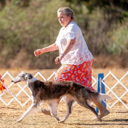 Razz - Silken Windhound