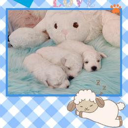 Bichon Frise Puppies from The Blessed Bichons