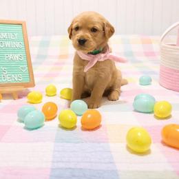 Teal - Dark golden female Golden Retriever puppy in Inverness, Florida from Sydney’s Goldens
