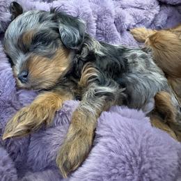 Cavapoo and Maltipoo Puppies from Julie Chandler