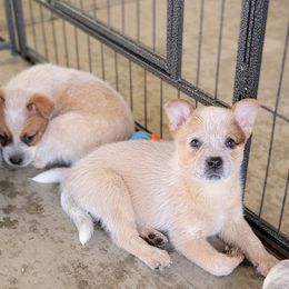 Australian Cattle Dog Puppies from Miller Australian Cattle Dogs