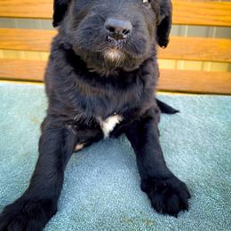 Bernedoodle and Siberian Husky Puppies from Timberline Paws
