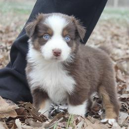 Australian Shepherd Puppies from Blush & Lace Aussie Co.