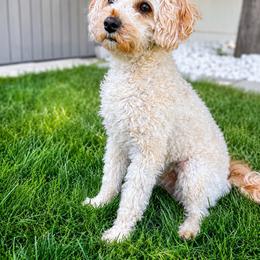 Patsy - Cavapoo