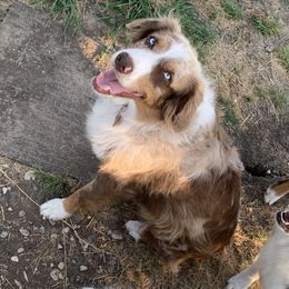 Sailor - Australian Shepherd