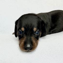 Girl 1 - Black and tan female Dachshund puppy in Hollidaysburg, Pennsylvania from Weenie Bros