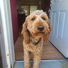 Teddy - Poodle