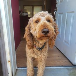 Teddy - Poodle
