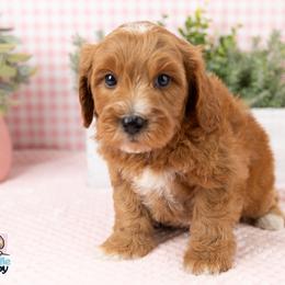 Cavapoo, Cockapoo, Maltipoo, and Poodle Puppies from My Doodle Puppy