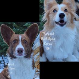 American Corgi puppies from There and Back Again Corgis