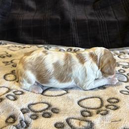 Seven - Brown and white female Cockapoo puppy in Strasburg, Pennsylvania from Dana's Domain Cockapoos