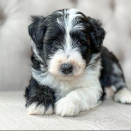 Nickel - Black tri-color male Aussiedoodle puppy in Granbury, Texas from Triple Cross Doodles