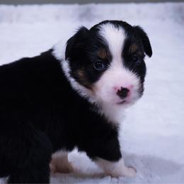 Barn Drama - aka Drama - Black tri female Miniature American Shepherd puppy in Central Islip, New York from Fifth Avenue Australian Shepherds