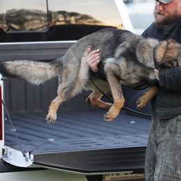 German Shepherds from Treuer Hund Working Dogs