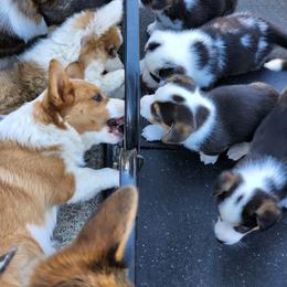 American Corgi Puppies from Wigglebutts American Corgis