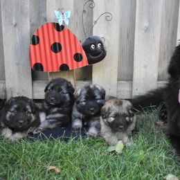 Shiloh Shepherd Puppies from Echo Shilohs