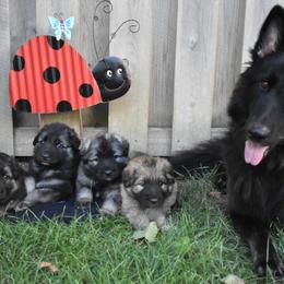 Shiloh Shepherd Puppies from Echo Shilohs