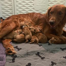 Black - Dark golden female Golden Retriever puppy in Eustis, Florida from Earley Goldens