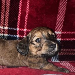 Reba - Red female Dachshund puppy in Bowling Green, Kentucky from Lost River Shorty's