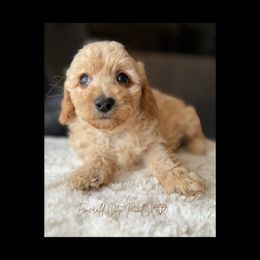 Harley Ray - Cream male Poodle puppy in Dothan, Alabama from Emerald City Poodles & Doodles