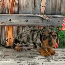 Black and Tan Dapple Male Smooth Blue Collar - Black and tan male Dachshund puppy in Cleveland, Tennessee from Kelly's Doxie Farm
