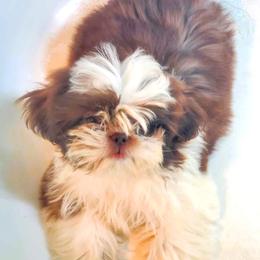 Pineapple - Shih Tzu