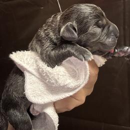 Gray F1 - Gray female Cane Corso puppy in Compton, California from Urban League Cane Corso