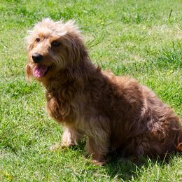 Lady - Goldendoodle