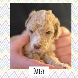 Daisy - Apricot female Poodle puppy in Surprise, Arizona from Oh Doodles Doodlery