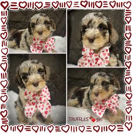 TRUFFLES - Brown merle female Aussiedoodle puppy in Houston, Texas from Jomelkin Furry Pals