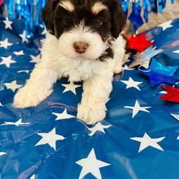 Jose - Chocolate male Havanese puppy in Hawthorne, Florida from Havanese Acres
