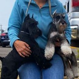 Miniature Schnauzers from REGAL SCHNAUZERS