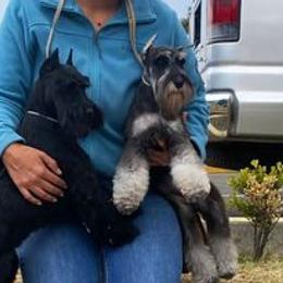 Miniature Schnauzers from REGAL SCHNAUZERS