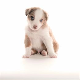 Australian Shepherd Puppies from Polkaussies