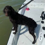 Boykin Spaniels from South Paw Boykin Spaniels