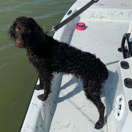 Boykin Spaniels from South Paw Boykin Spaniels