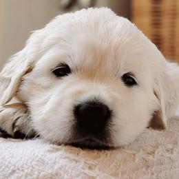 Ms. Emma - Light golden female Golden Retriever puppy in Hamilton, Ohio from Indy's God Given Goldens