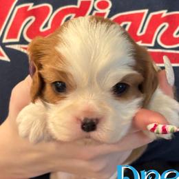 Drew - Blenheim male Cavalier King Charles Spaniel puppy in Rockville, Maryland from Skais the Limit Cavaliers